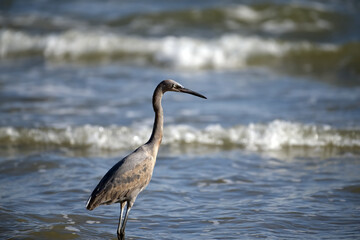 Blue Heron on the Beach in the Surf 