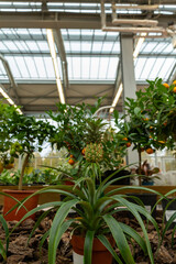 Various green plants and decorative pineapple is sold in store.