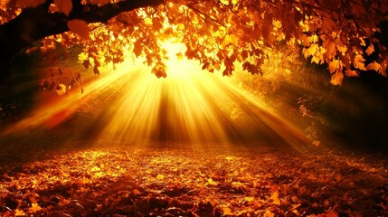 Golden Autumn Sunlight Through Maple Leaves