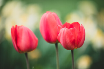 Three blooming tulips close up. Red tulips in full bloom in flower bed, cold toned photo