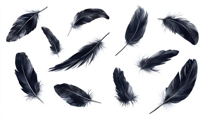 Set of different bird black feathers, isolated on white background.