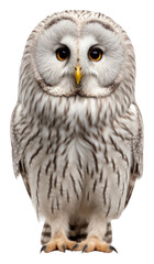 Naklejka premium PNG Ural owl animal white beak.