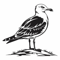 Seagull vector silhouette black design white background