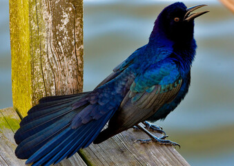 A large, lanky black grackle with a rounded crown and a long tail. Males have long tails, almost as long as their bodies, often held in a V-shape, like the keel of a boat.
