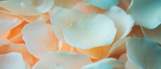 Petals used for extracting fragrant essence in natural perfume production processes