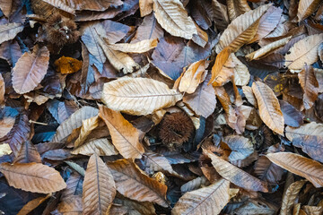 Fallen chestnut shells and dry autumn leaves on forest floor...