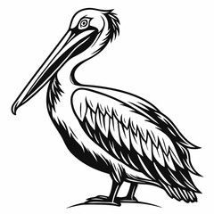 Pelican vector silhouette black design white background