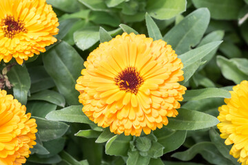 Beautiful Pot Marigold (calendula officinalis) flower.