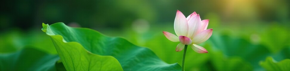 Fototapeta premium Green lotus stem with pink lotus flower buds emerging, serenity, foliage