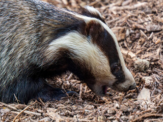 Close up of a Badger © Stephan Morris 