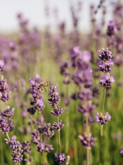 field of lavender