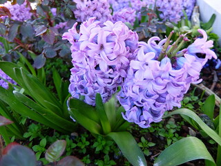 Close-up of beautiful purple hyacinth flowers in full bloom.
