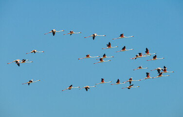 El vuelo de los flamencos en V en el Parque Nacional de Lengua de Barbarie en el rio Senegal,...
