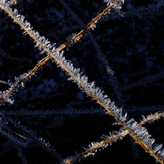 Fantastic ice crystals in the shape of needles and small tubes and cones on dry twigs in the forest.