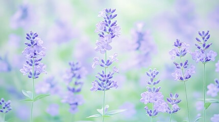 Obraz premium Lavender Field Serenity Soft Focus Floral Image