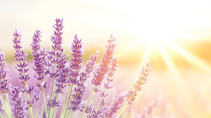 Obraz premium Lavender Field Sunset Sunbeams Through Purple Blossoms