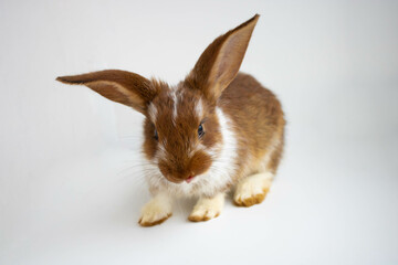 A brown fluffy rabbit sits on a white background with its tongue sticking out. Rabbit of Mocha Mousse color