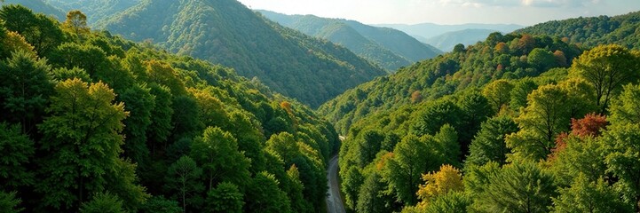 Foliage-covered Quercus petraea on Knorreichenstieg, kellerwald nationalpark, forest canopy, greenery