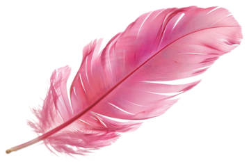 PNG Pink feather art accessories decoration.
