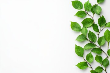 Obraz premium Green Leaf Border on White - Nature, spring, freshness, growth, serenity. Simple elegant design.