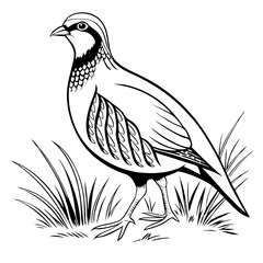 Red-Legged Partridge