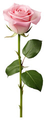 Naklejka premium PNG Pink rose flower photography botanical.