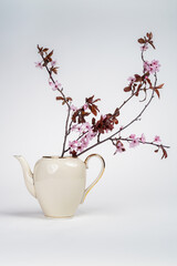 Still life with a pink blossoming branch in an elegant porcelain teapot with gold edging on a white background