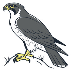 Peregrine Falcon