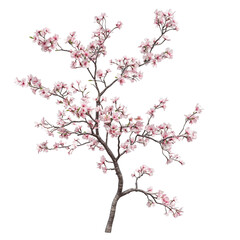 Stunning Pink Cherry Blossom Tree in Full Bloom