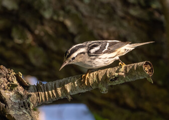 Black and White warbler searching for food on a tree.