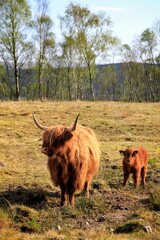 Highland coo and calf