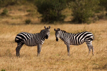 Fototapeta na wymiar Zebras looking at camera in the african savanna in Kenya.