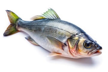 Fototapeta premium A tilt-shift image of fresh sea bass, white background.