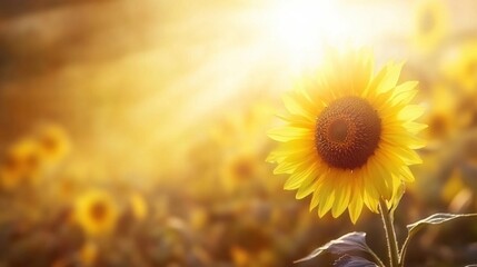 Obraz premium Bright Sunflower Blooms in Sunlit Field During Golden Hour of Early Morning Light