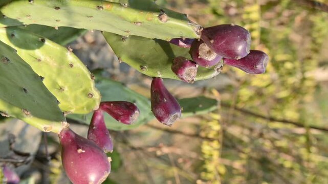 closeup the bunch juicy maroon cactus fruit with green plant soft focus natural green yellow background.