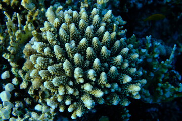 Stony coral Acropora digitifera undersea, Red Sea, Egypt, Sharm El Sheikh, Montazah Bay