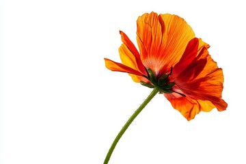 Isolated Wildflower Buttercup with Bright Orange Petals on White Background