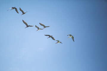 flock of pelicans in flight