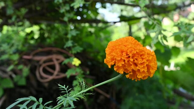 closeup the orange marigold flower with bud growing with leaves in the garden soft focus green brown background.
