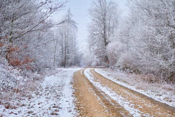 Winter landscape with a dirt road in the forest