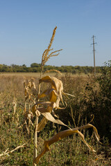 A yellow ear of corn dried in the sun. Boguchar village.