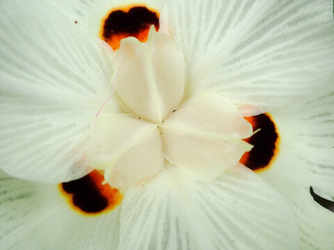 african iris close-up