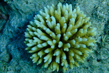 Stony coral Acropora digitifera undersea, Red Sea, Egypt, Sharm El Sheikh, Montazah Bay