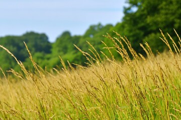 Beautiful Green Grass Field Under Clear Blue Sky on a Sunny Day in Nature