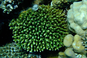 Stony coral Acropora digitifera undersea, Red Sea, Egypt, Sharm El Sheikh, Montazah Bay