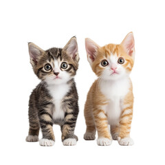 Adorable Kittens: A Pair of Playful Tabby and Ginger Cats