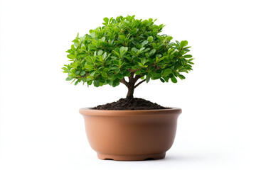 beautiful bonsai tree in brown pot, showcasing lush green leaves and well maintained shape, perfect for indoor decoration or gardening enthusiasts
