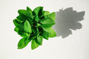 A bunch of lemon balm from above. hard shadows, textured background. Copy space