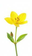 Delicate yellow flower blooms on pure white background, isolated, delicate