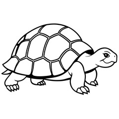 Tortoise on white background